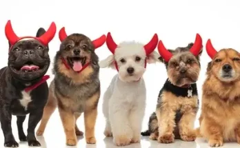 Kreatív Halloween jelmezötletek állatoknak
