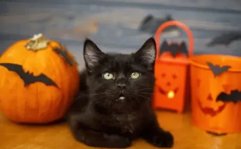 Mit jelent a fekete macska a Halloween kultúrában?