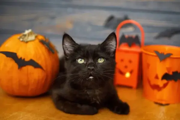 Mit jelent a fekete macska a Halloween kultúrában?