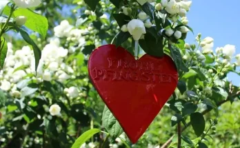 5 egyszerű módja, hogy különlegessé tedd a Pünkösdöt