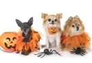 Állatok Halloween kosztümben – cukiság vagy rémület?