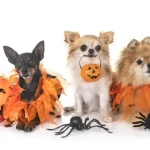 Állatok Halloween kosztümben – cukiság vagy rémület?
