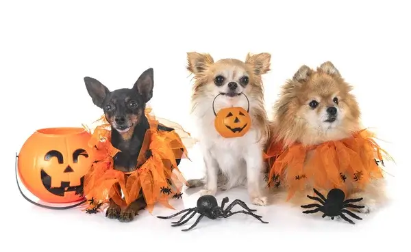 Állatok Halloween kosztümben – cukiság vagy rémület?